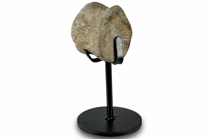 Fossil Mosasaur Vertebra w/ Metal Stand - Texas #316042